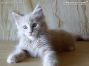 Kitten of Maine Coon Castle