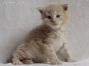 Kitten of Maine Coon Castle