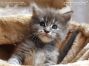 Maine Coon Baby