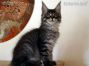 black-silver-tabby-ticked Maine Coon Katzenbaby