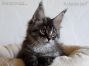 black-silver-tabby-mc Maine Coon Katzenbaby