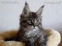 black-silver-tabby-mc Maine Coon Katzenbaby