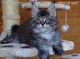 black-silver-tabby-mc Maine Coon Katzenbaby