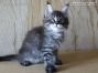 black-silver-tabby-mc Maine Coon Katzenbaby