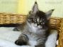 black-silver-tabby-mc Maine Coon Katzenbaby