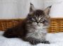 black-silver-tabby-mc Maine Coon Katzenbaby