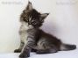 black-tabby Maine Coon Katzenbaby