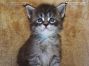 black-tabby Maine Coon Katzenbaby