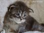 black-tabby Maine Coon Katzenbaby