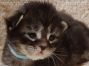 black-tabby Maine Coon Katzenbaby