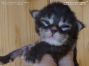 black-tabby Maine Coon Katzenbaby