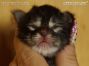 black-tabby Maine Coon Katzenbaby