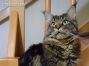 Maine Coon Kater aus Sachsen