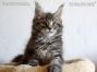 black-silver-tabby-cl Maine Coon Baby - Kitten of Maine Coon Castle