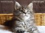 male black-tabby Maine Coon Baby