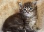 male black-tabby Maine Coon Baby