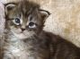 male black-tabby Maine Coon Baby