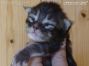male black-tabby Maine Coon Baby