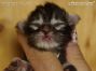 male black-tabby Maine Coon Baby