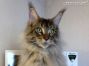 Maine Coon Youngster