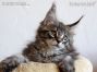 male black-silver-tabby-cl Maine Coon Kitten