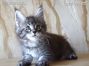 male black-silver-tabby-cl Maine Coon Kitten