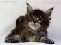 male black-tabby-cl Maine Coon Kitten
