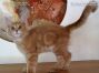 Maine Coon Baby