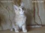 Maine Coon Baby