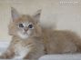 Maine Coon Baby