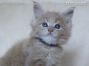 Maine Coon Baby