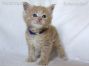 Maine Coon Baby