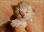 Maine Coon Baby