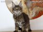 black-tabby-mc Maine Coon Kitten