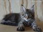 black-tabby Maine Coon Kitten