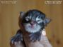 black-tabby Maine Coon Kitten
