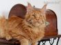 red-tabby-mc Maine Coon Youngster