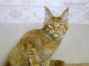 red-tabby-mc Maine Coon Youngster