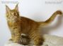 red-tabby Maine Coon Kitten