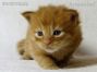 red-tabby Maine Coon Kitten