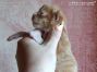 red-tabby Maine Coon Kitten