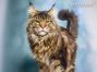 black-tabby-cl Maine Coon Kater