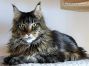 male black-tabby-cl Maine Coon Kater