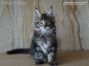 male black-tabby Maine Coon Babie