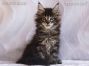 male black-tabby Maine Coon Babie