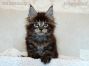 male black-tabby Maine Coon Babie
