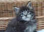 male black-tabby Maine Coon Babie