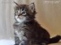 male black-tabby Maine Coon Babie