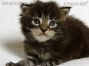male black-tabby Maine Coon Babie