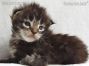 male black-tabby Maine Coon Babie